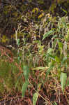Curlytop knotweed